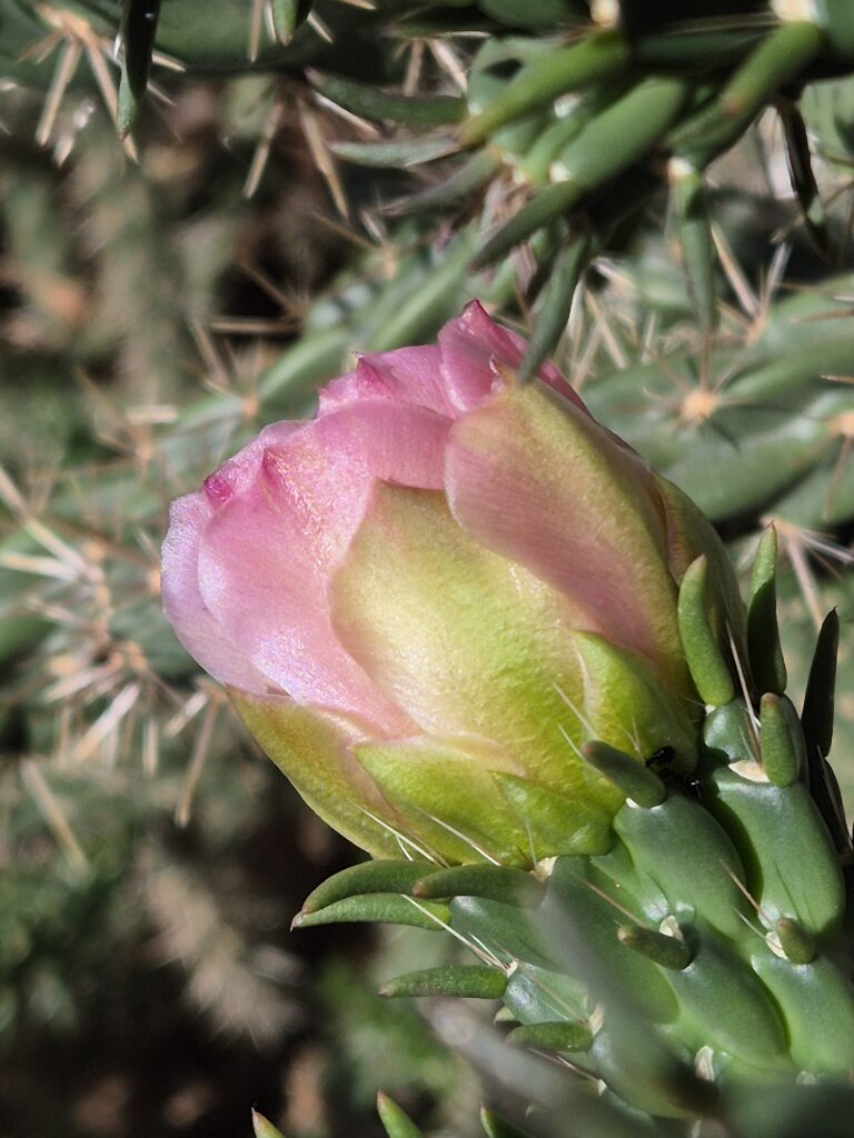 Kaktusblüte auf meiner Terrasse 