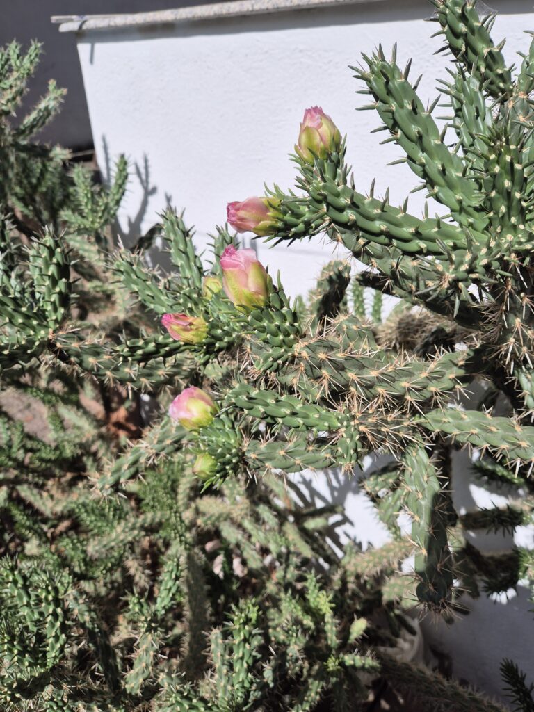 Der KAktus auf meiner Terrasse